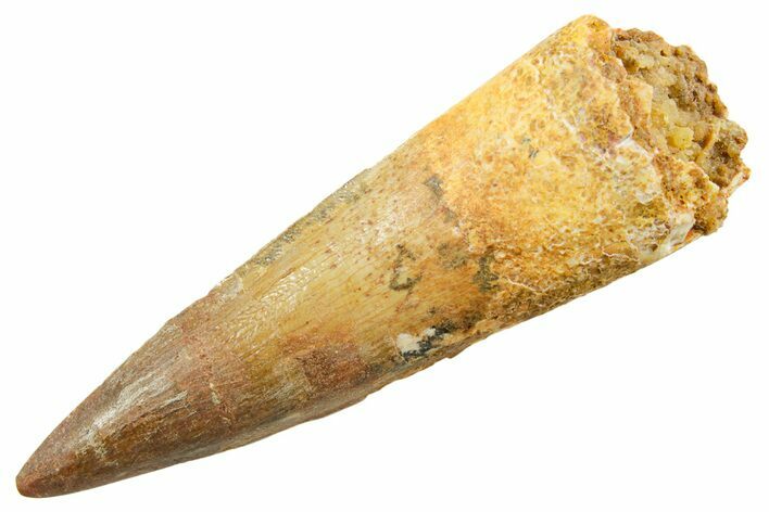Fossil Spinosaurus Tooth - Real Dinosaur Tooth #364232
